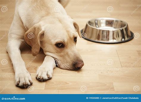 Hungry Dog.